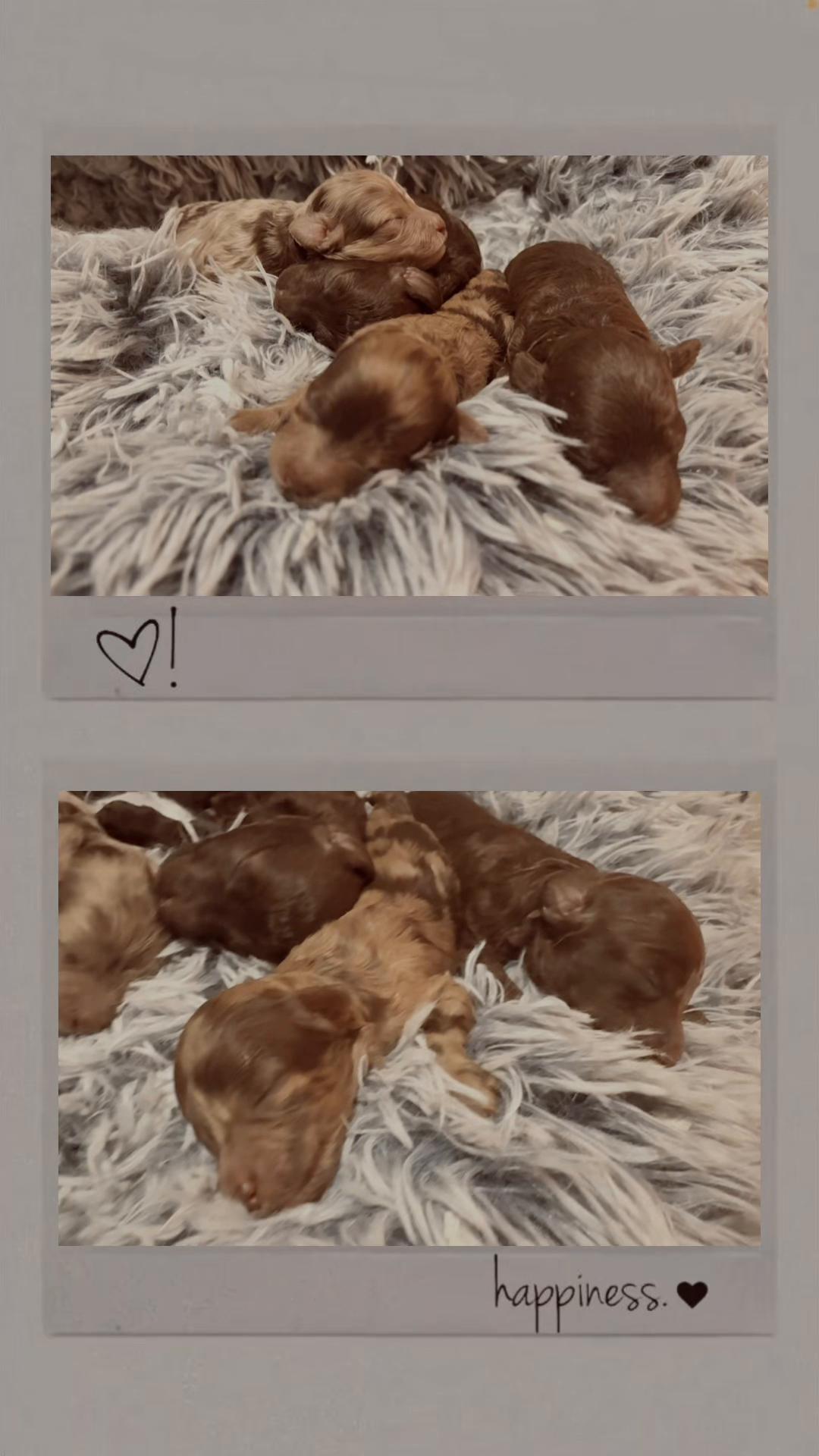 @MKPoodles