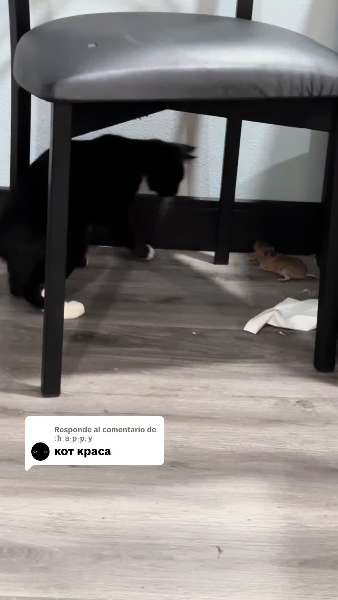 @Zulema