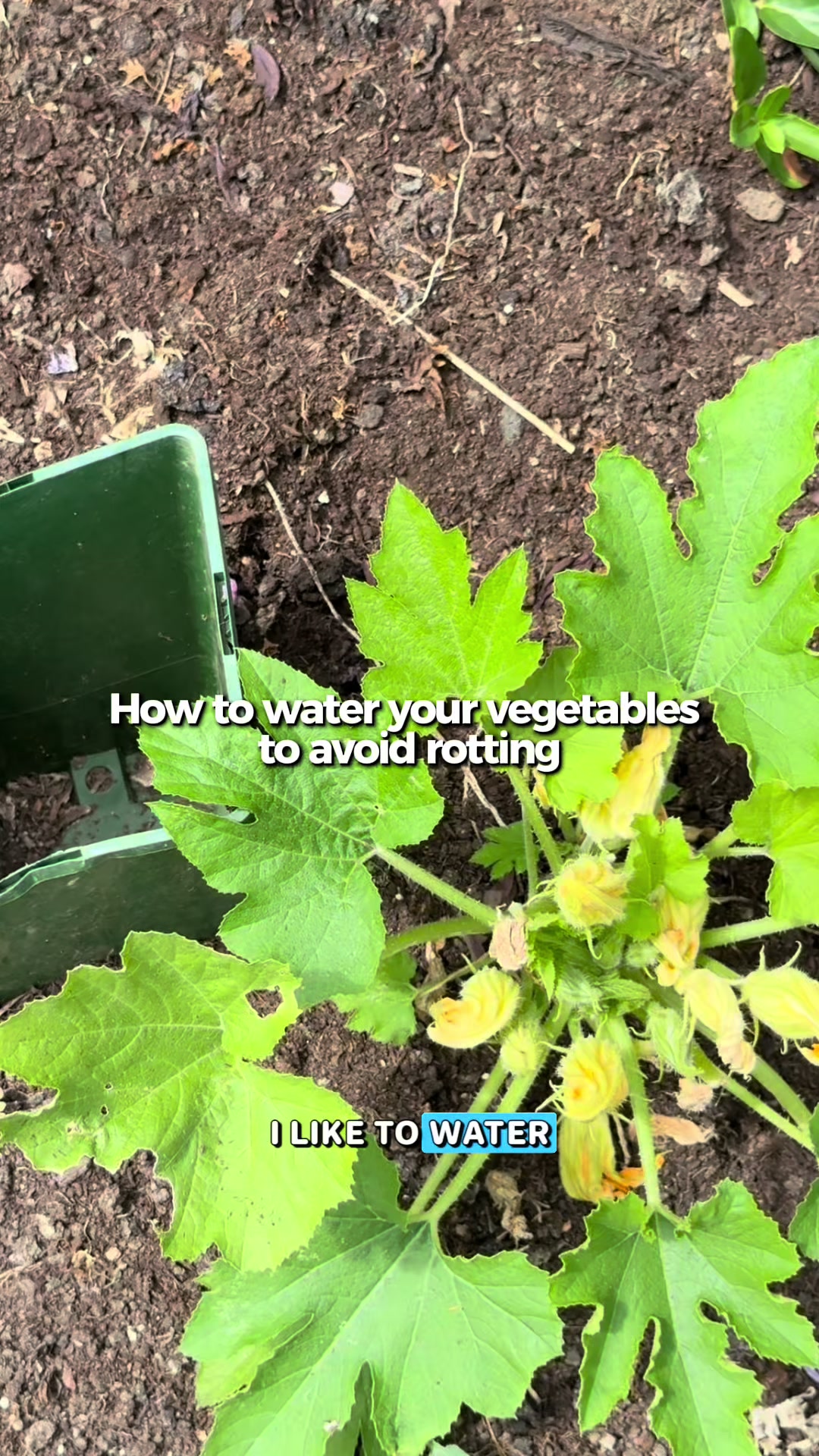 @AllotmentOnline