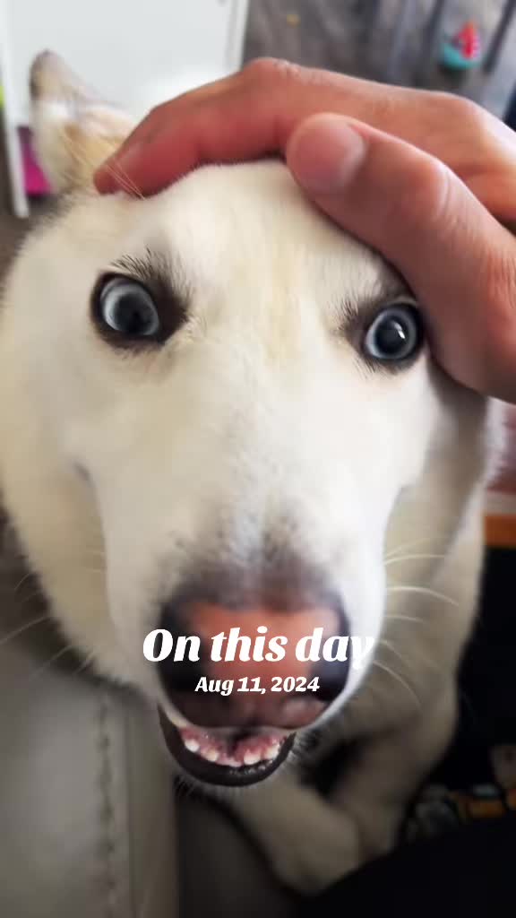 @GhostTheDoggg