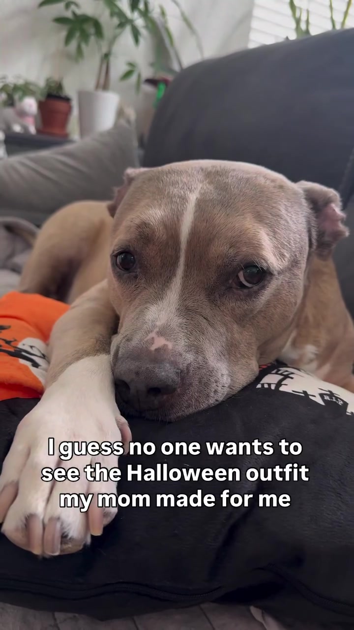 @Indie.pittie