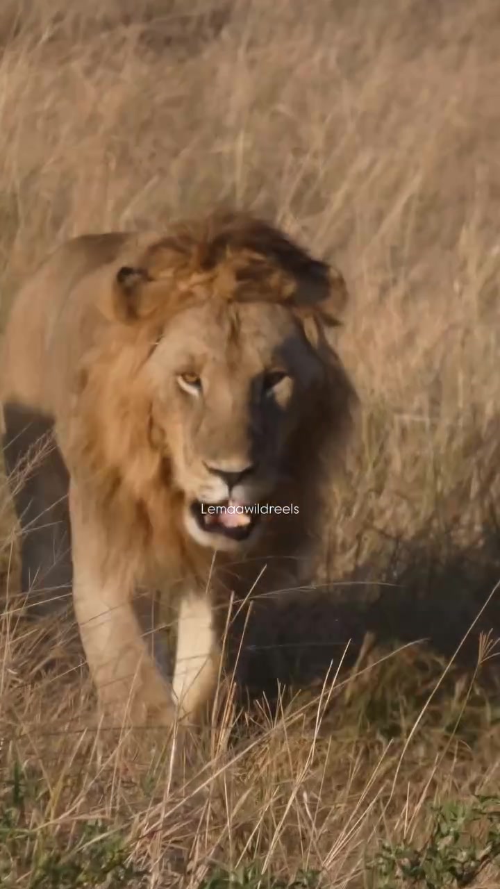 @lion_world5