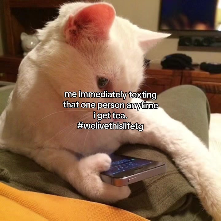 @Alice.cattok