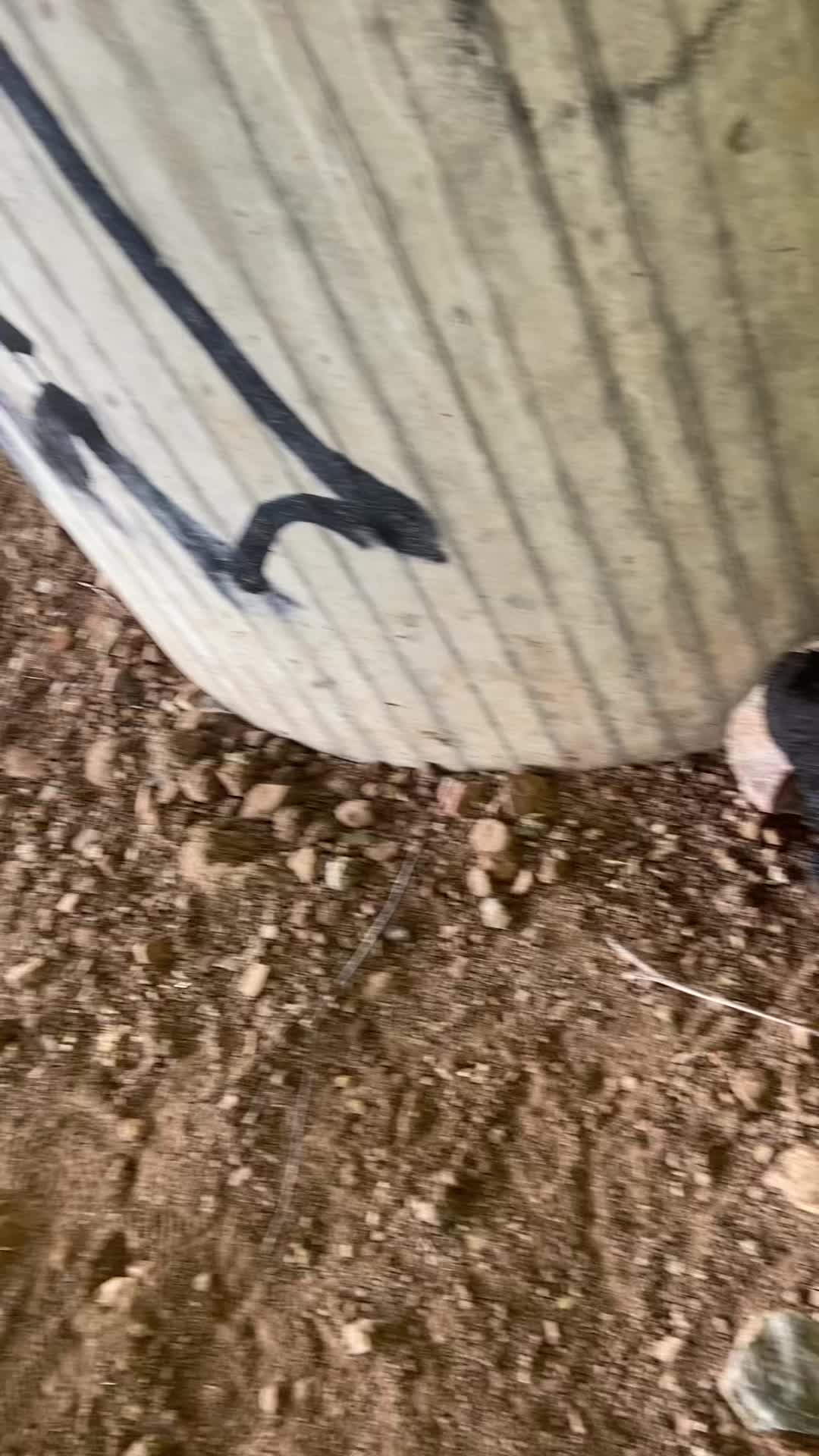 @Leo50ccmS🇩🇪🦅