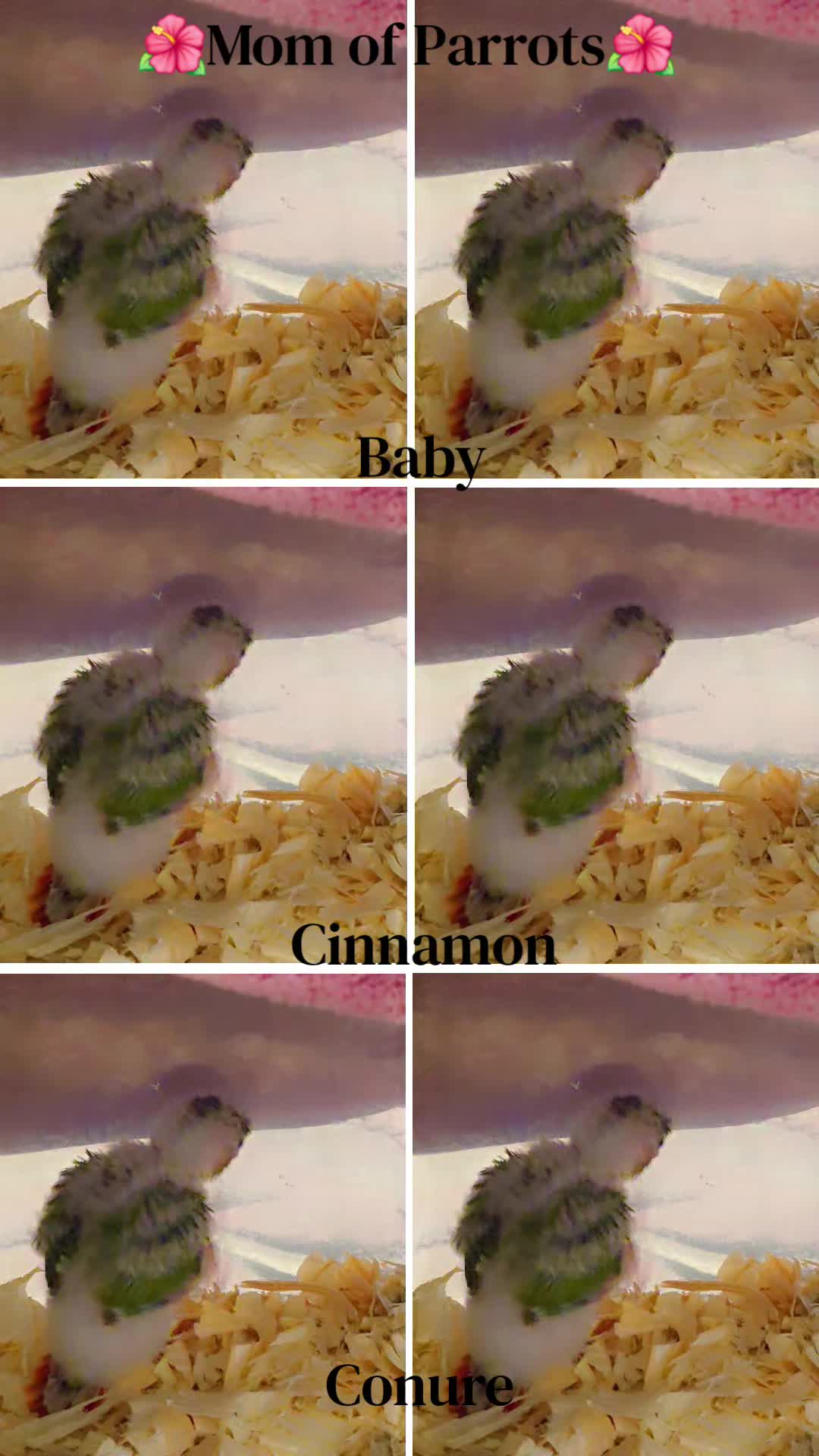 @🦋🇵🇷Mom of Parrots🇵🇷🦋