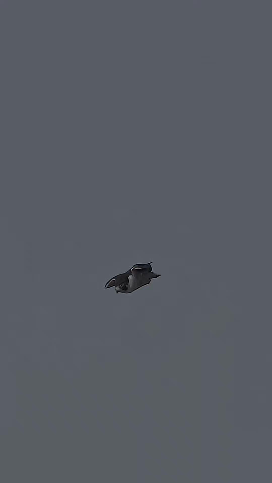 @෴෴╰‿╯෴෴ 𝐊𝐢𝐧𝐠