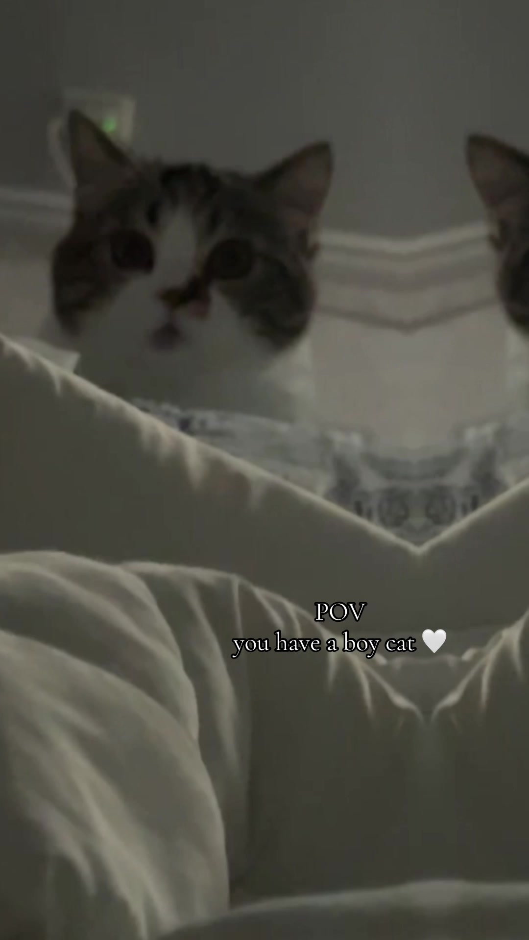@🕊saba
