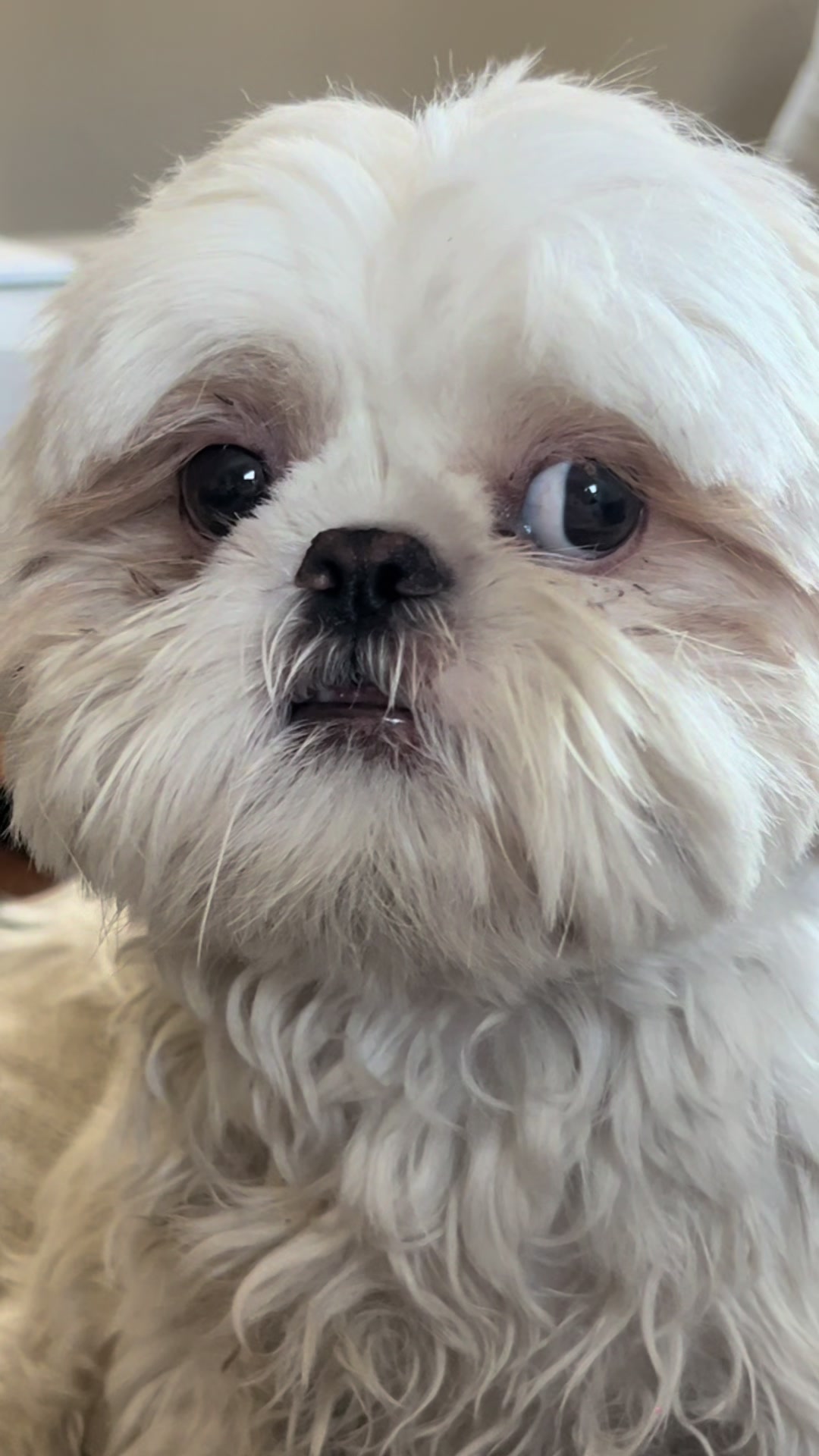 @Hugh the Shih Tzu