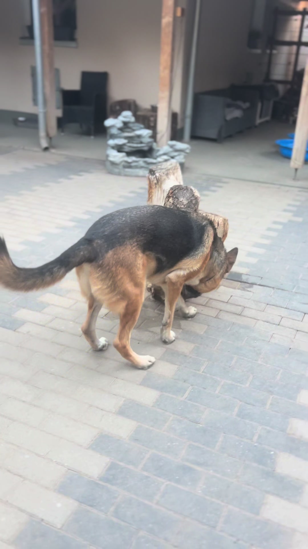 @Hunde- und Katzenpension