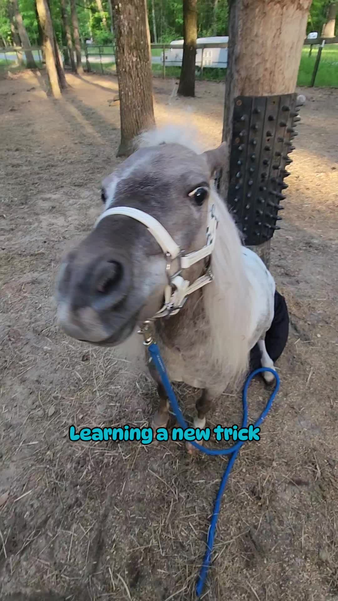 @minihorsemomandtrainer🐴🐴🐴🐴