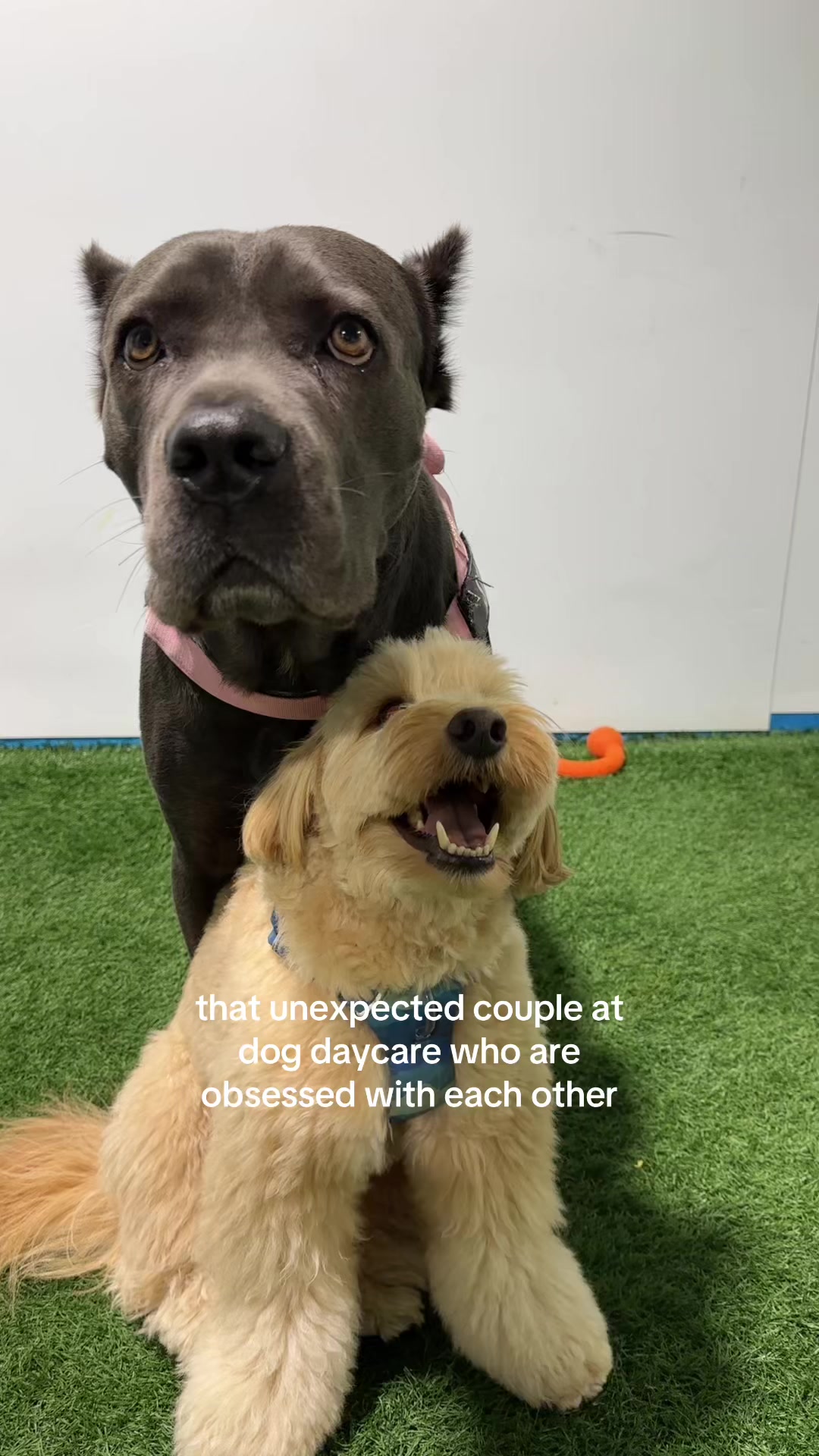 @Camp Canine Toronto