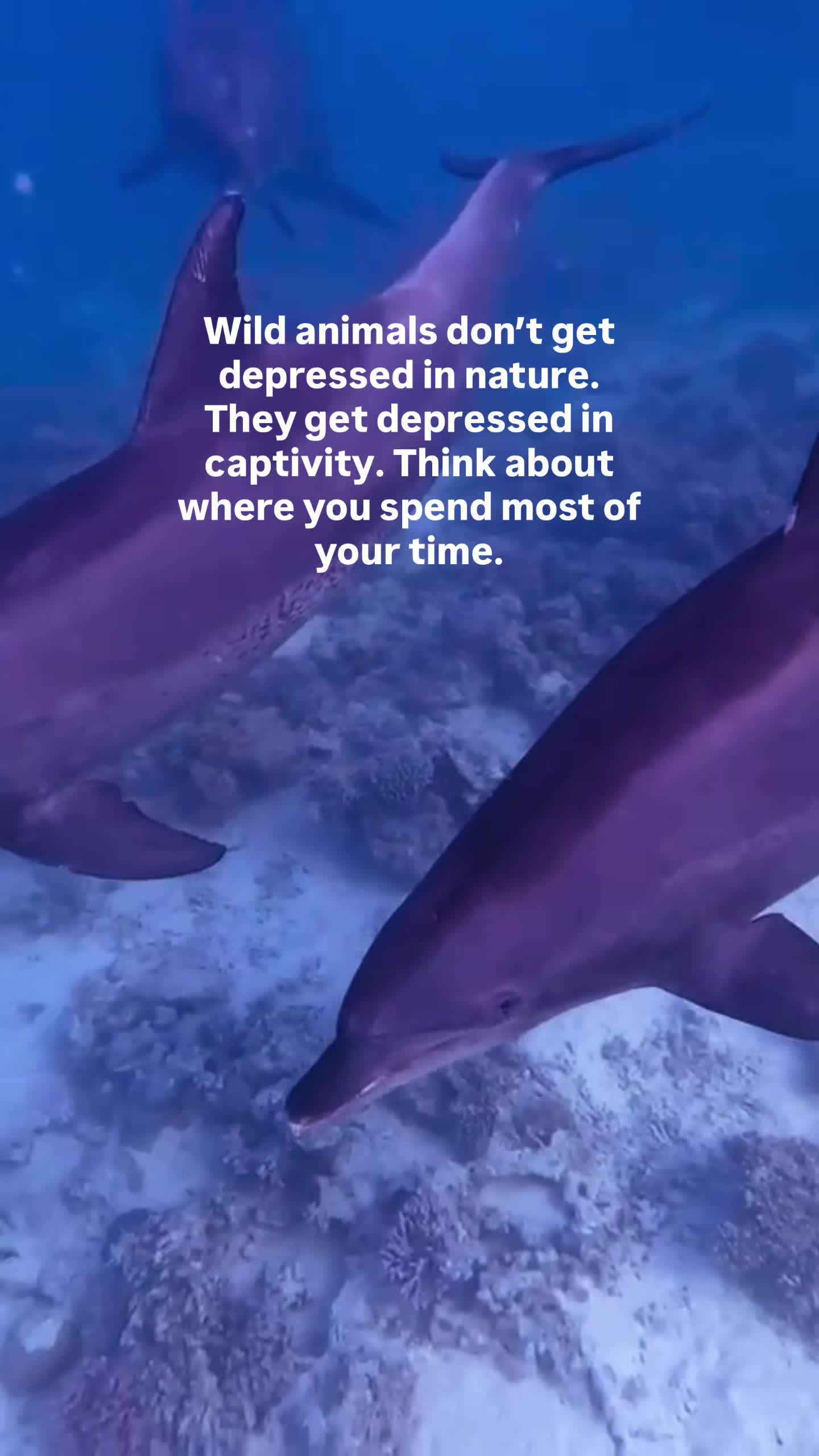 @The Dive Compass