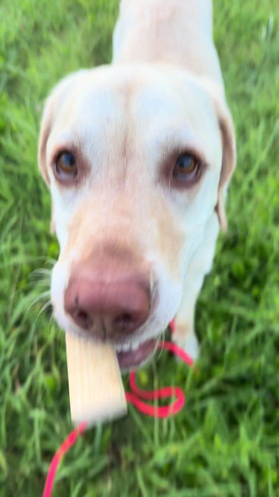 @harzerhunde