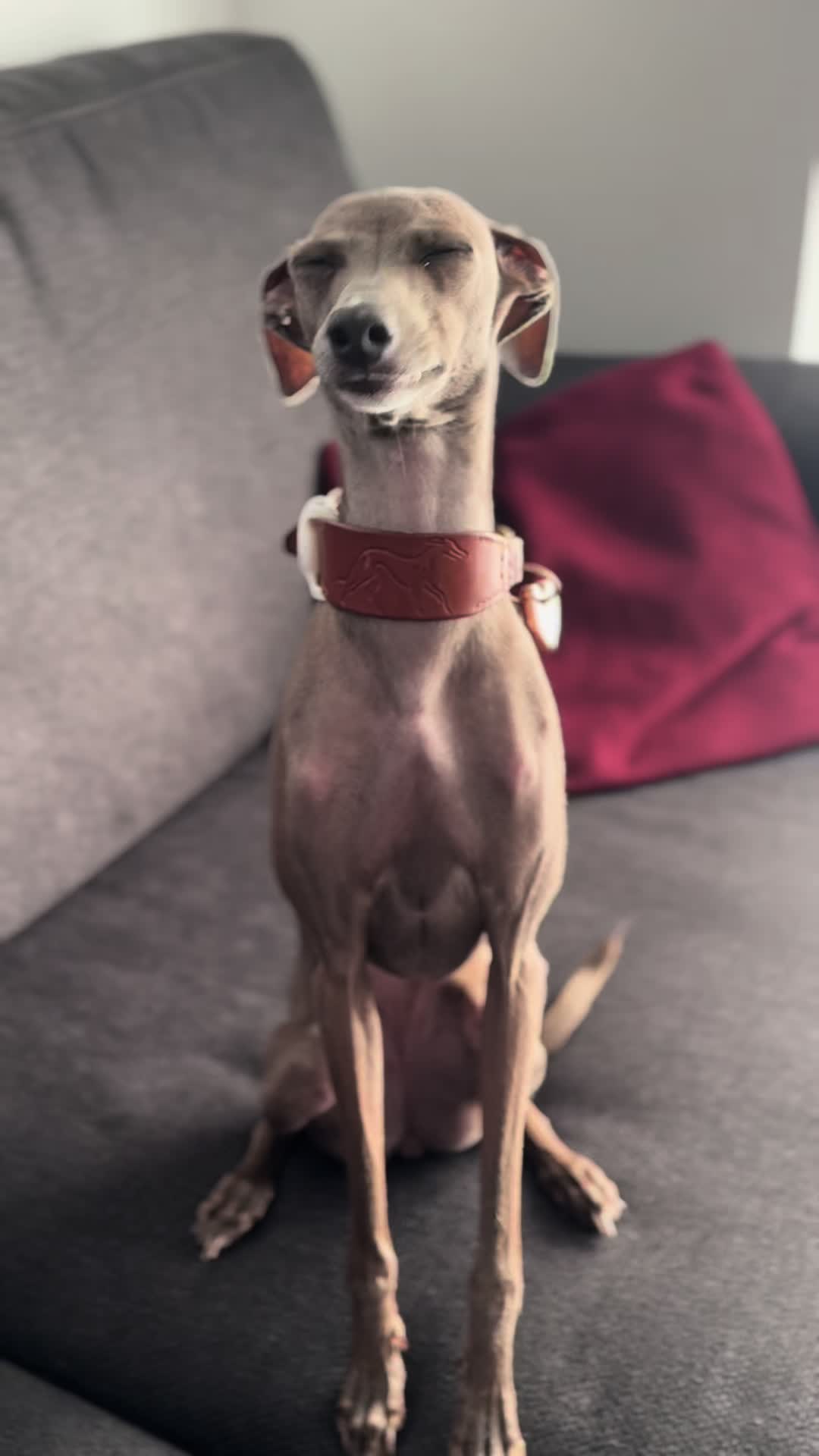 @🐾greyhound🐾