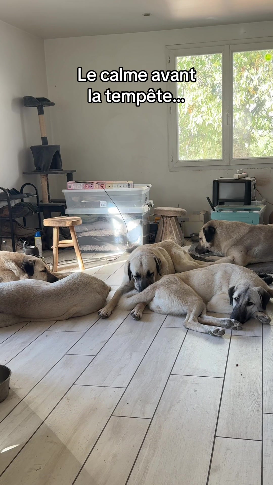 @Purekangal
