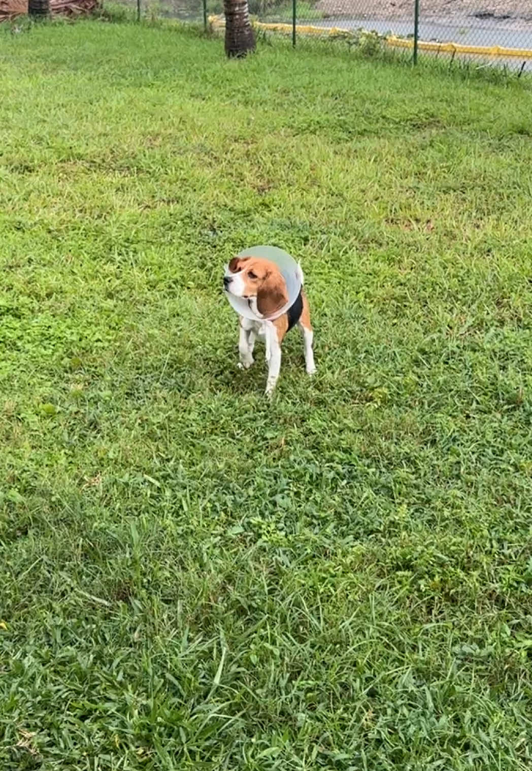 @Rare the Rescue 🐶🐾💕