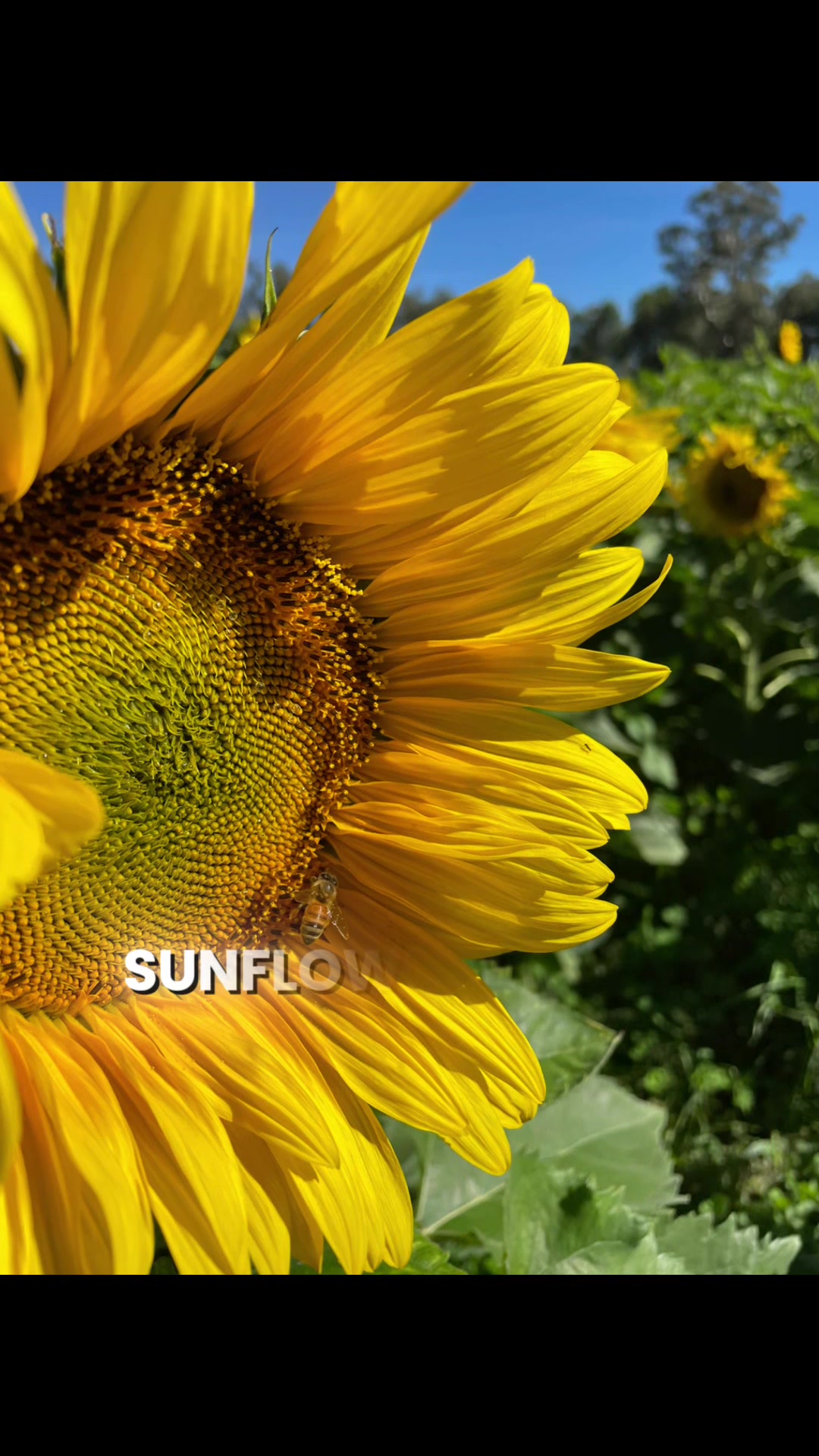 @Jessica Elizabeth