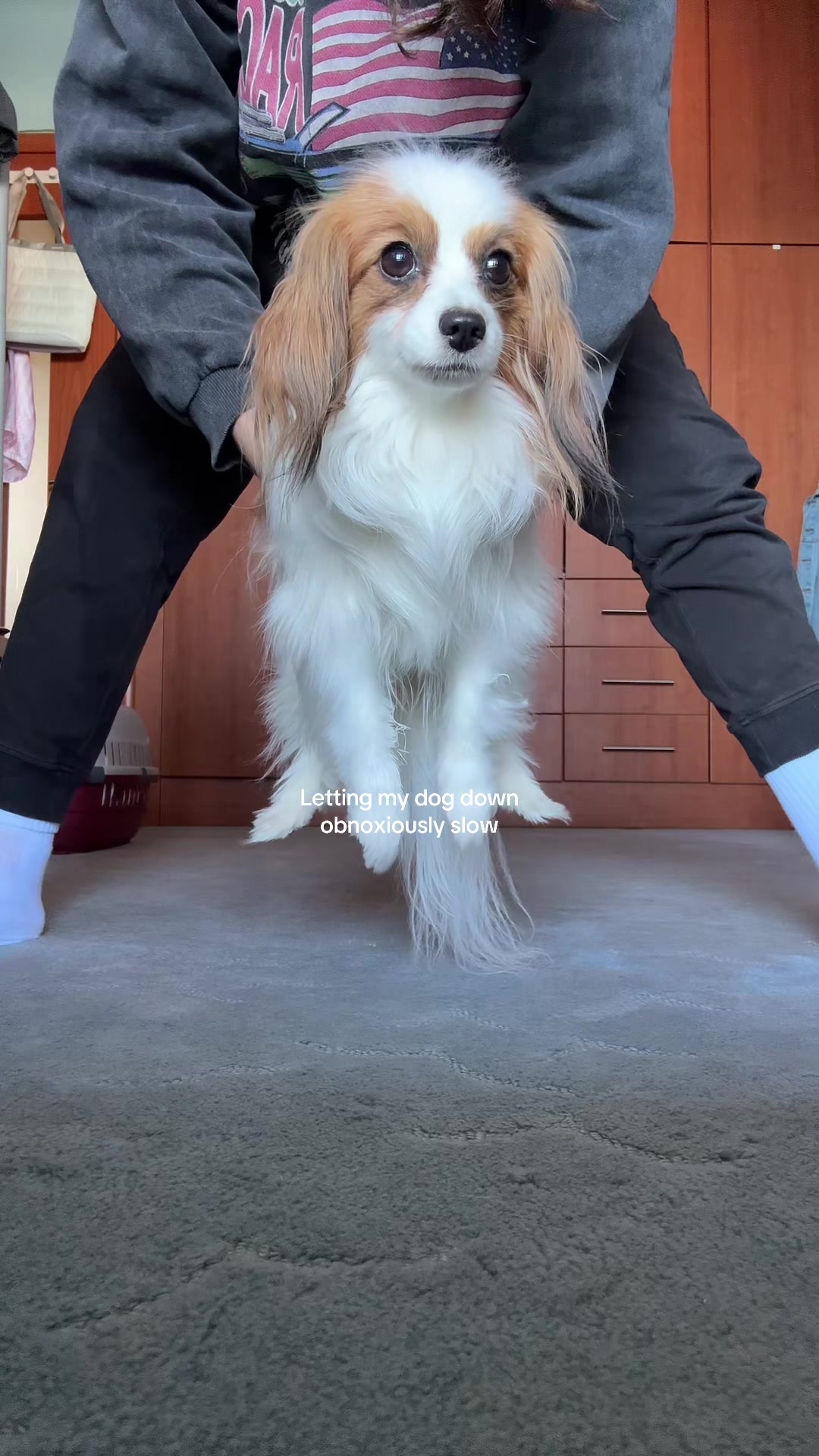 @aphvlogs