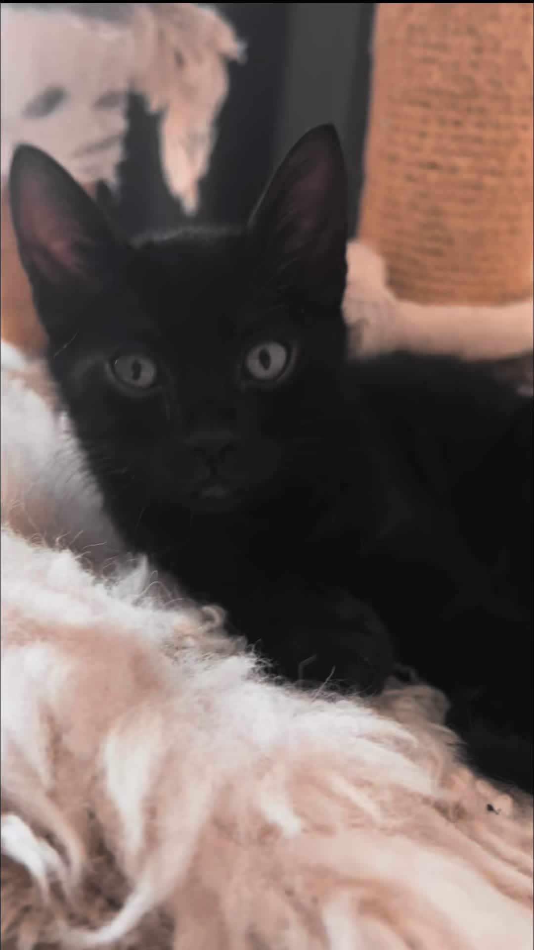 @sweet4bambi♥️Bengalkitten