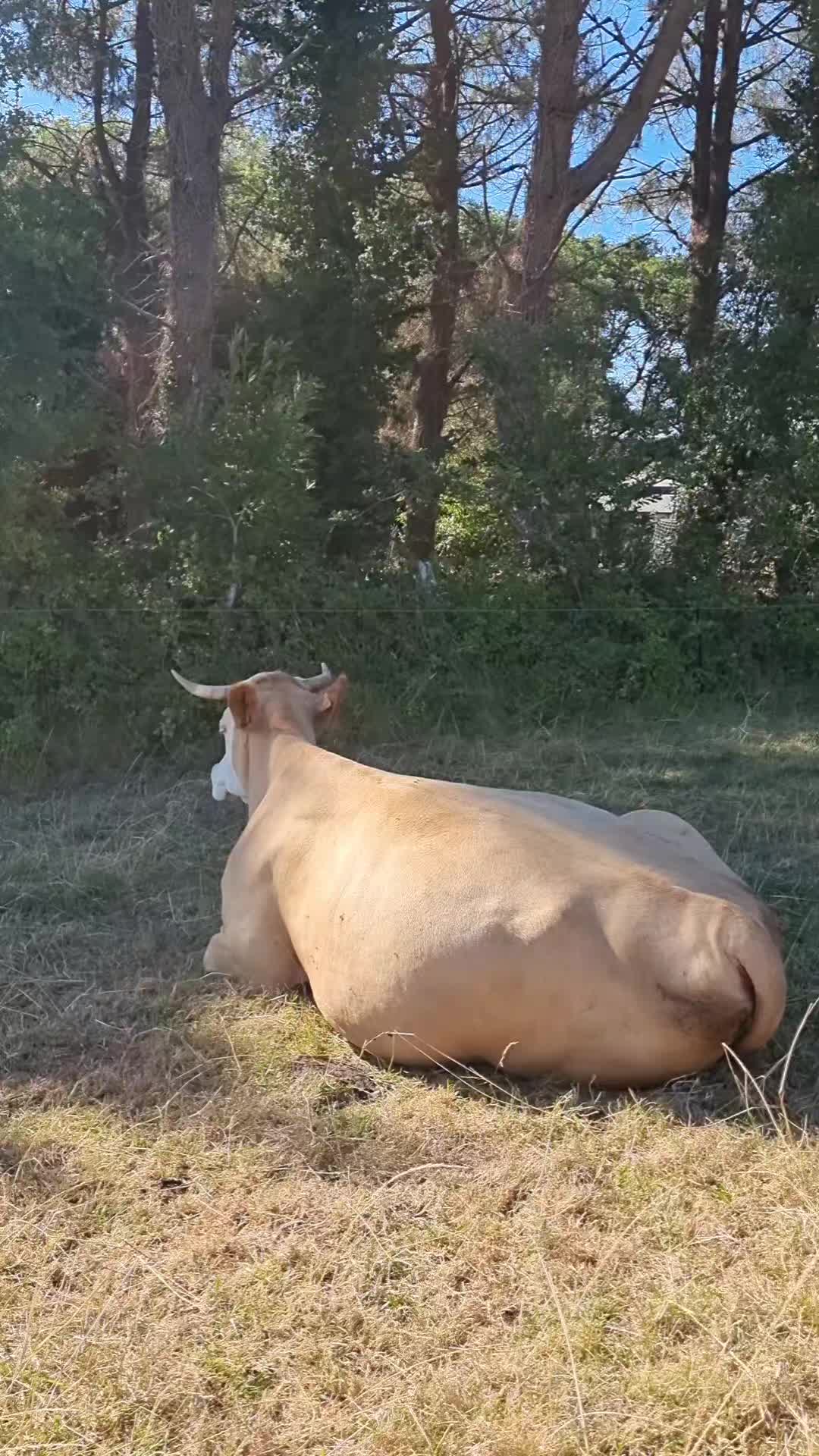 @samamafond