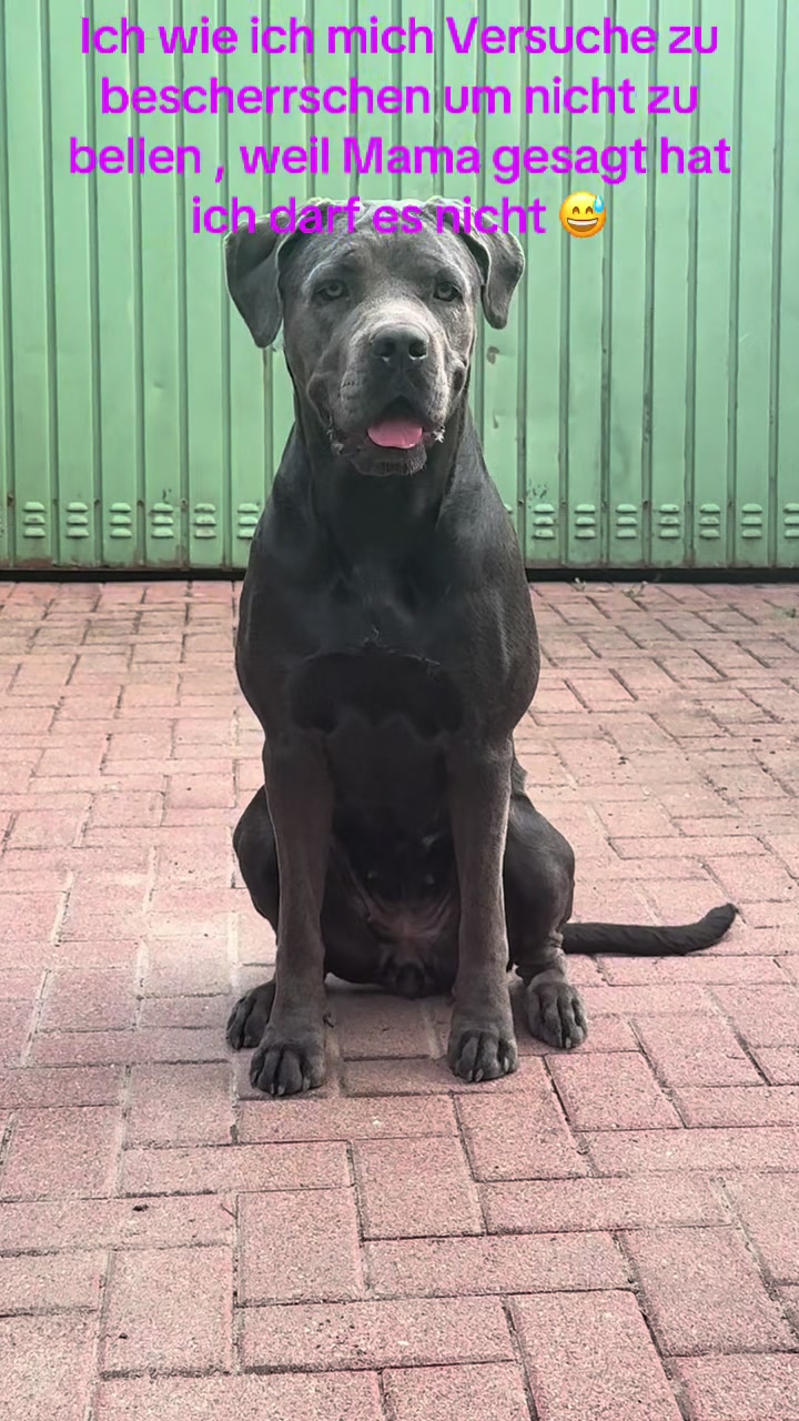 @Cane Corso Ayra 🐾