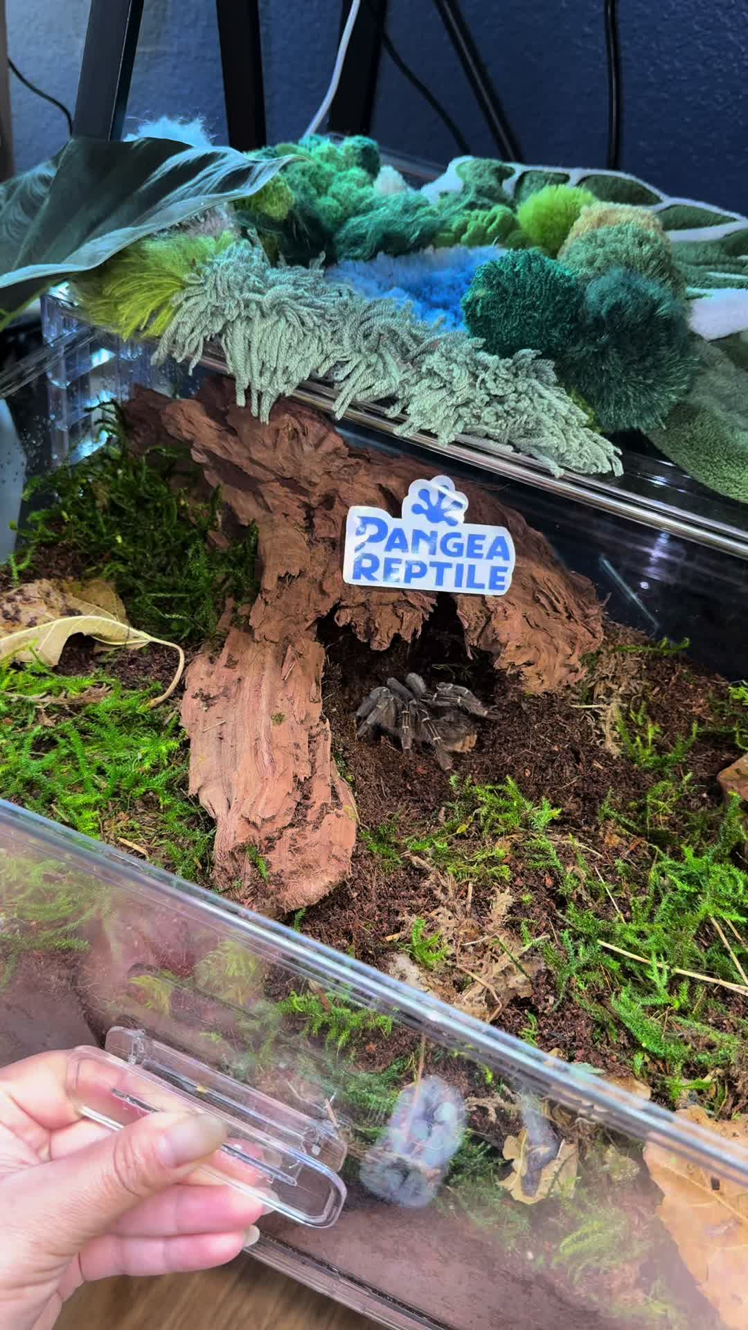 @dannys_fish_and_plants