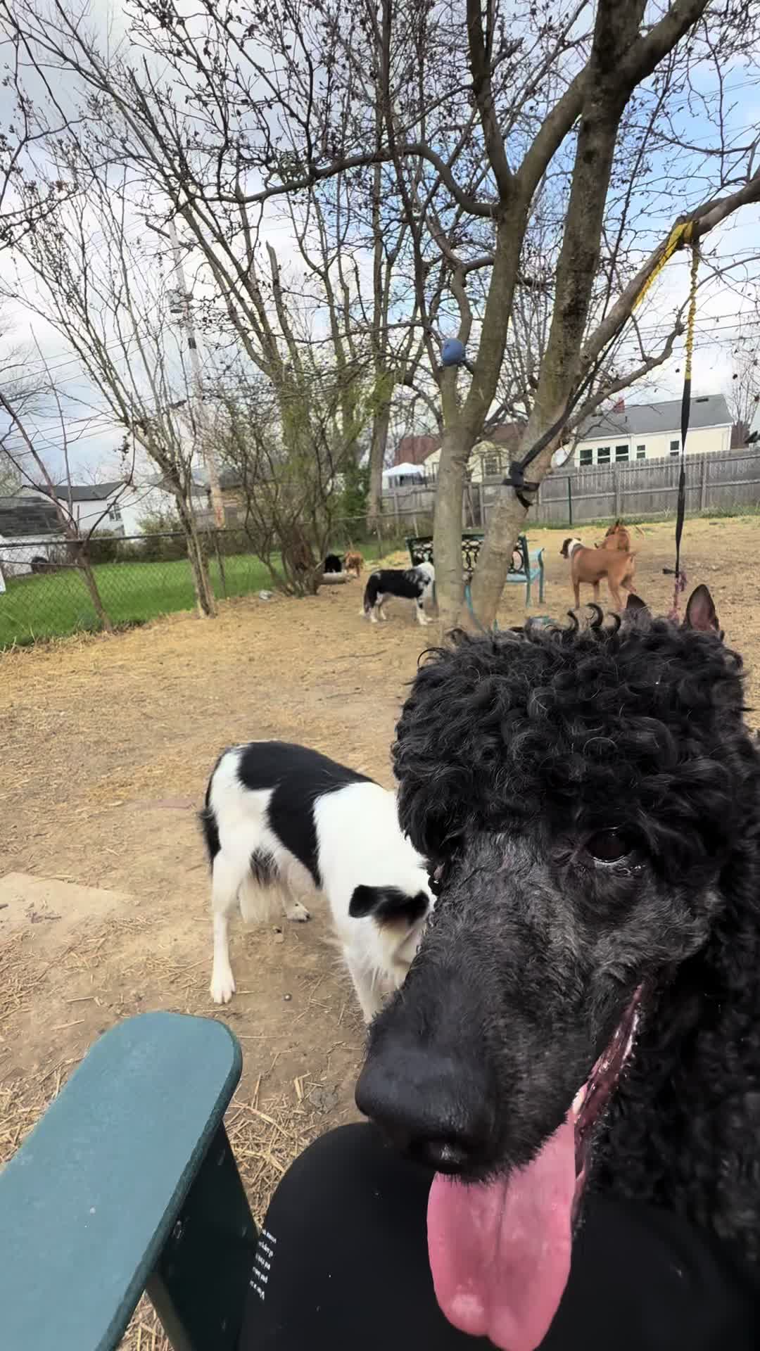 @the_crazy_k9_crew
