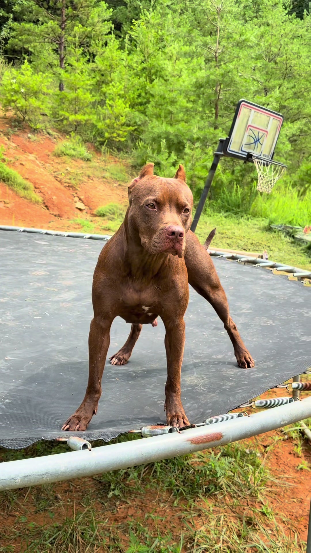 @WorldGoneMadKennels