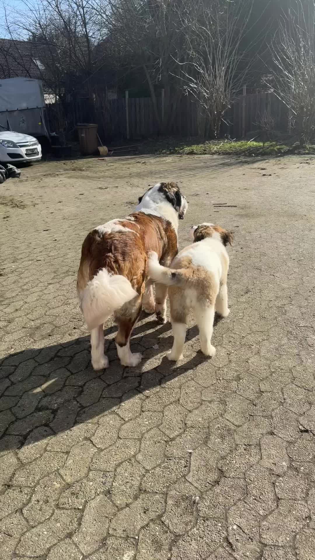 @Mercedes, Dolly & Cherry ♥️