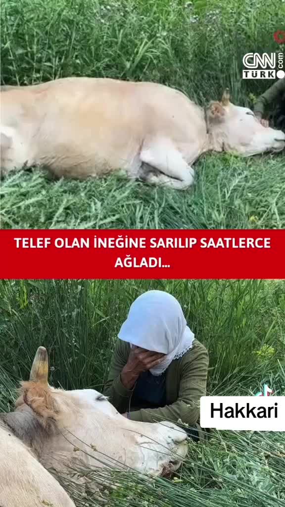 @Suskun