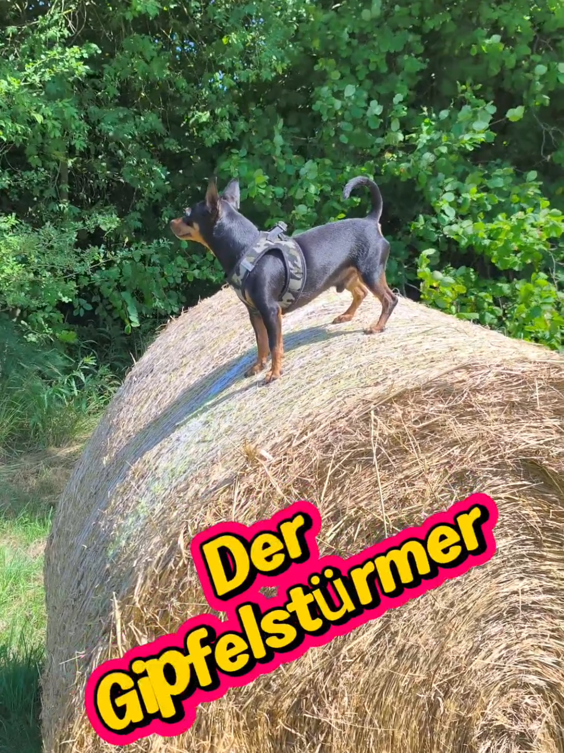 @ICH BIN'S