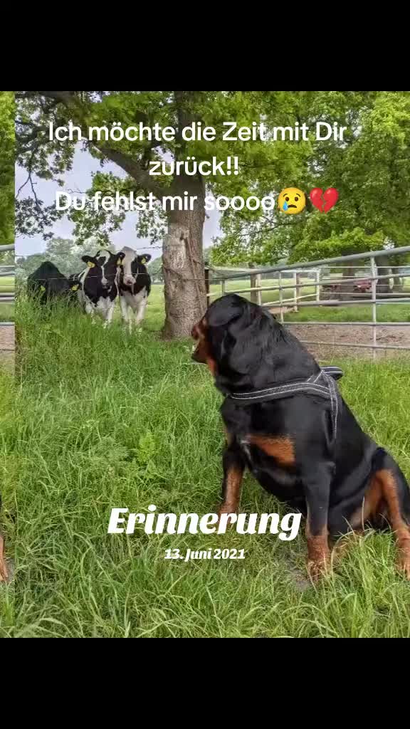 @Nicole❤️Schr&ouml;der🖤Kowalski ❤️
