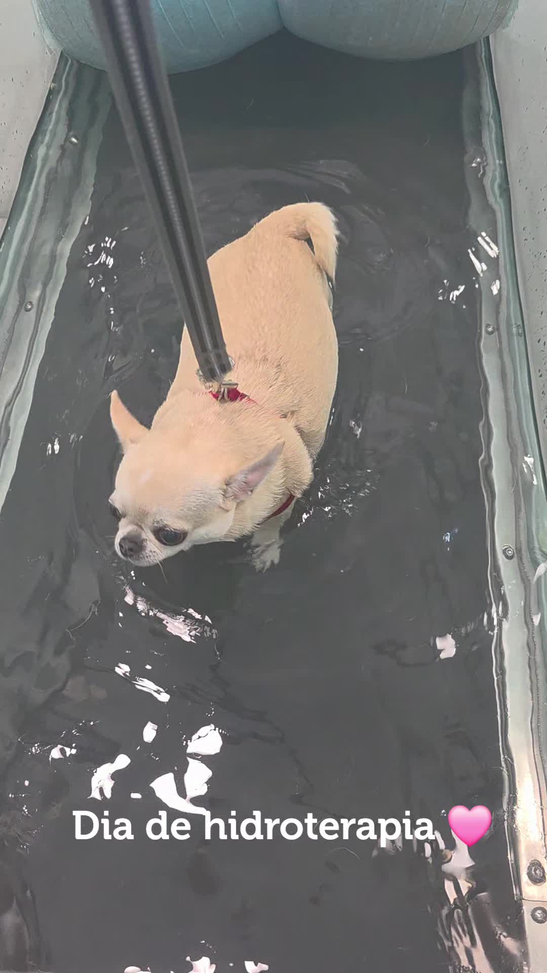 @Camila, a Chihuahua