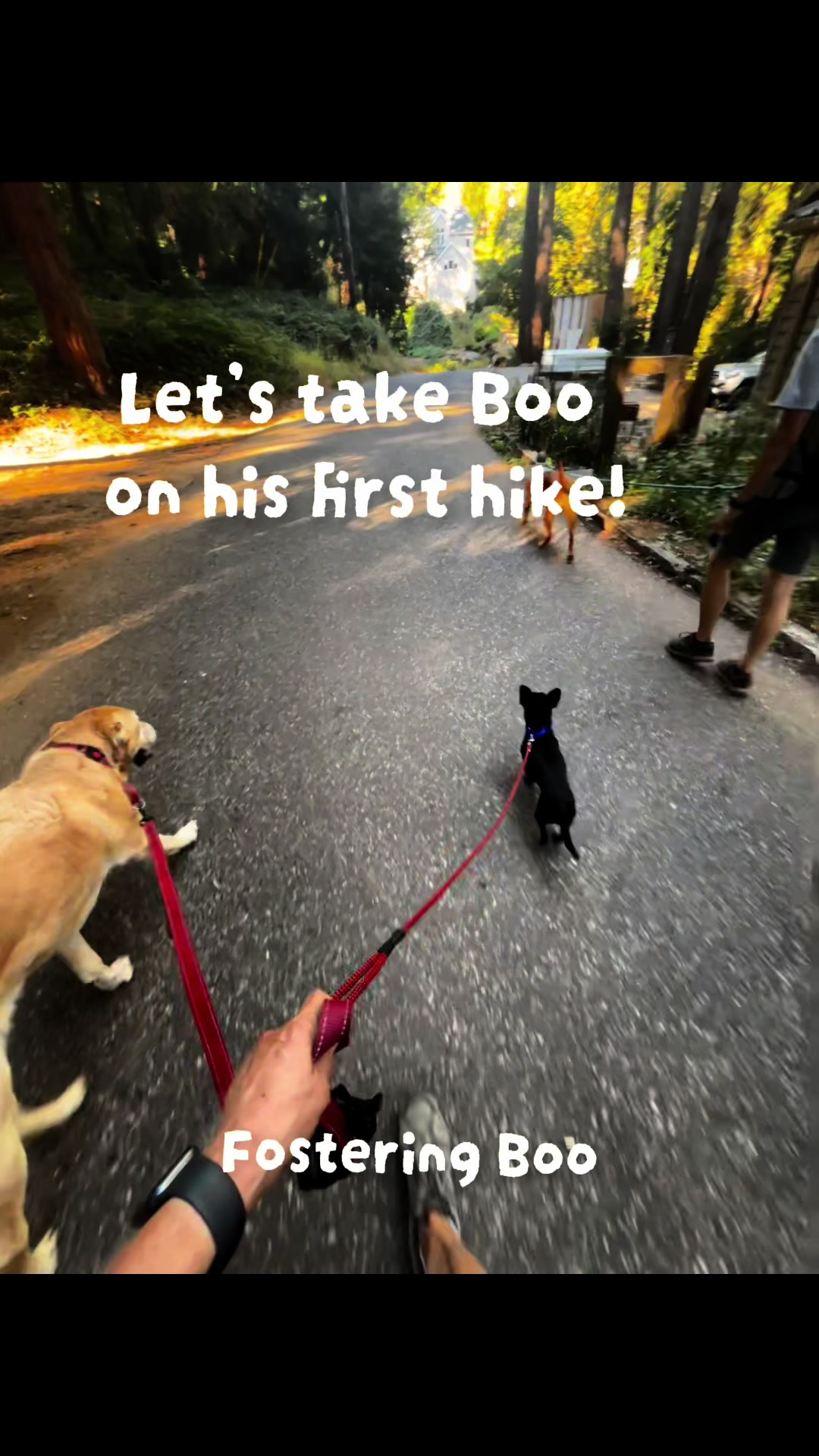 @LittleDog&Bogie