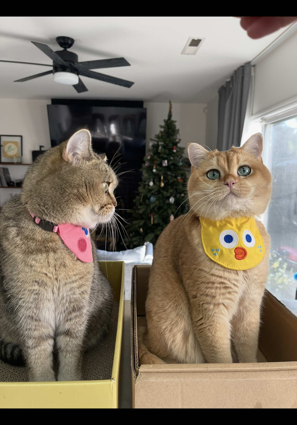 @tessie_cat_and_bert