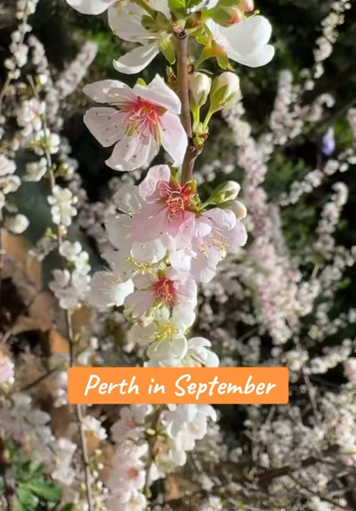 @Pinay Perth 🇵🇭🇦🇺