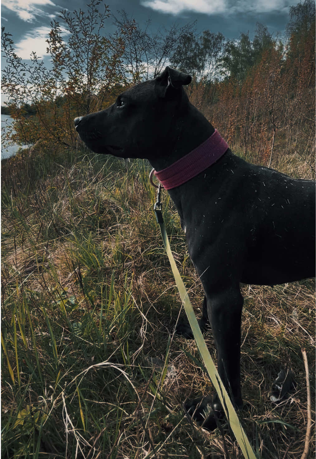 @Doti_Tora_Pitbulls