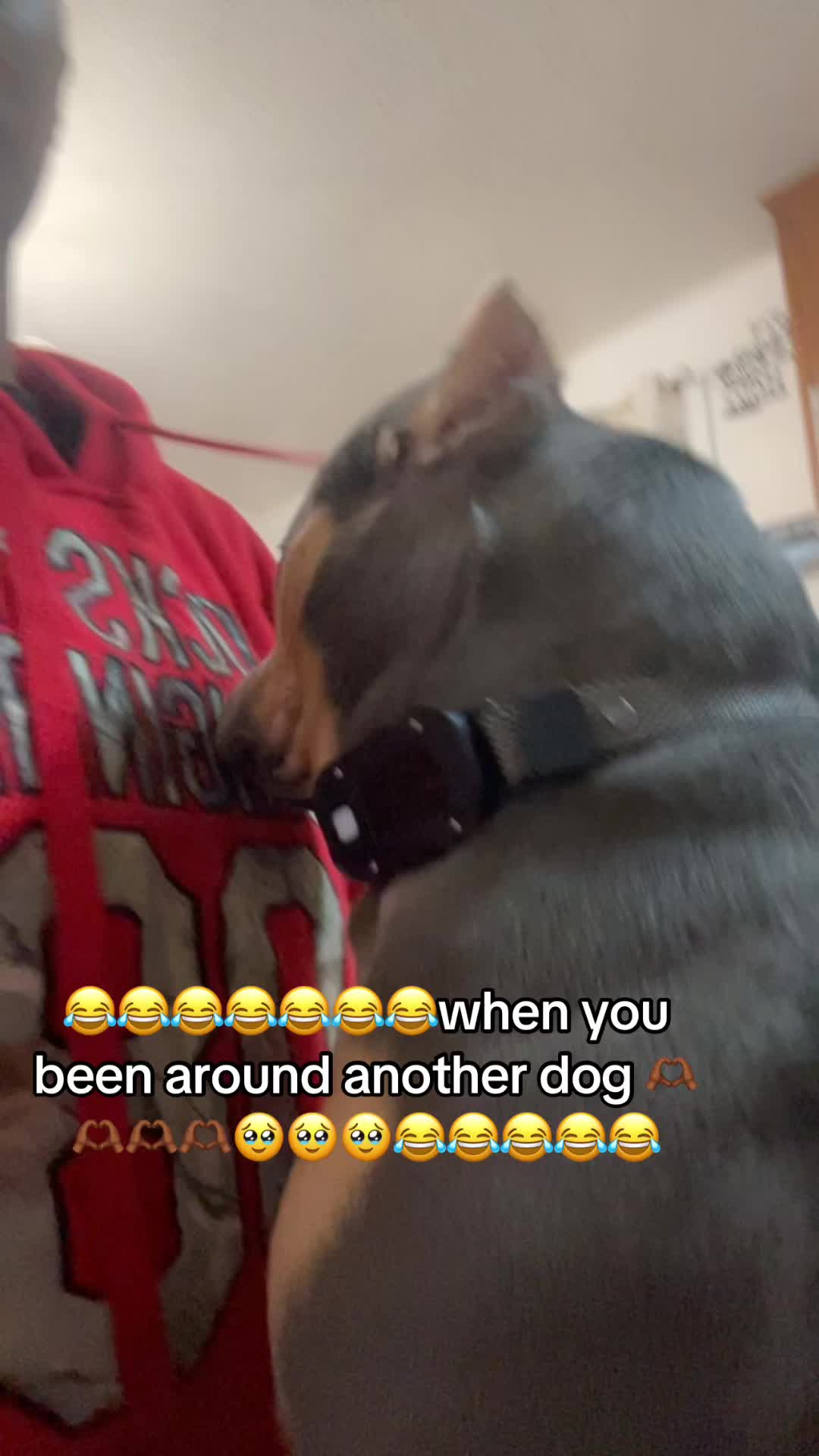 @gardnerkennel08
