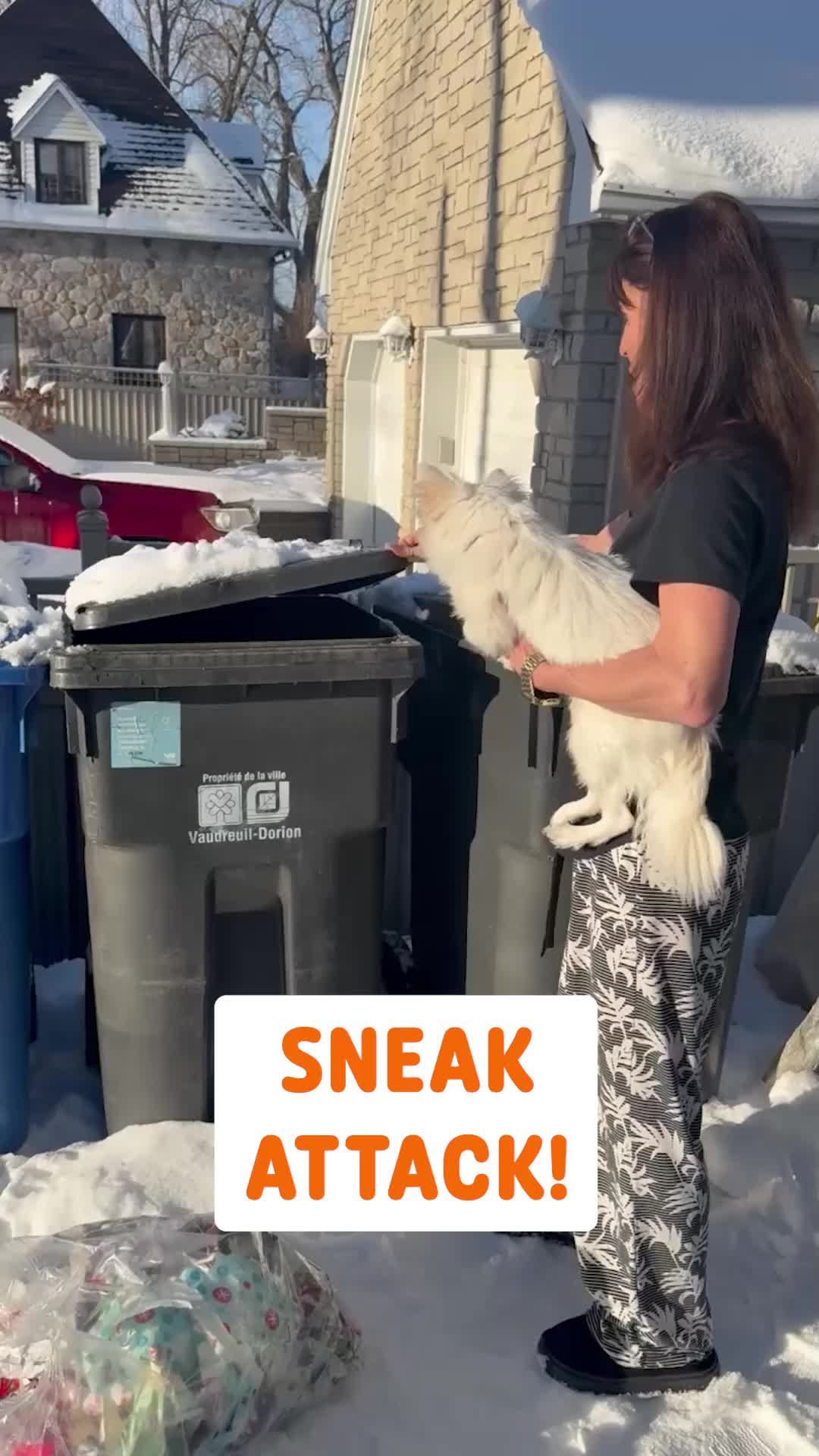 @Pawsome Pets