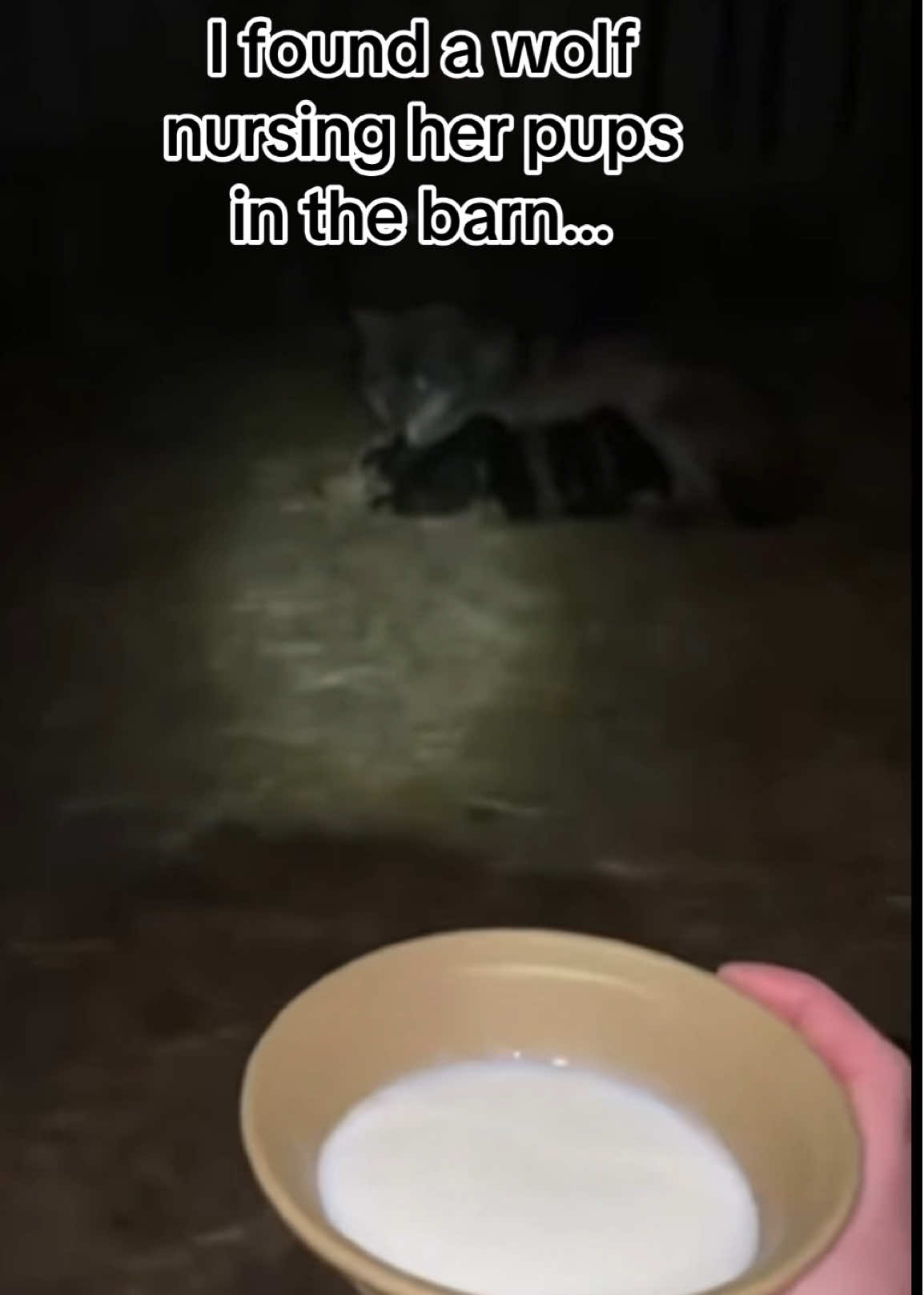 @AnimalWorld
