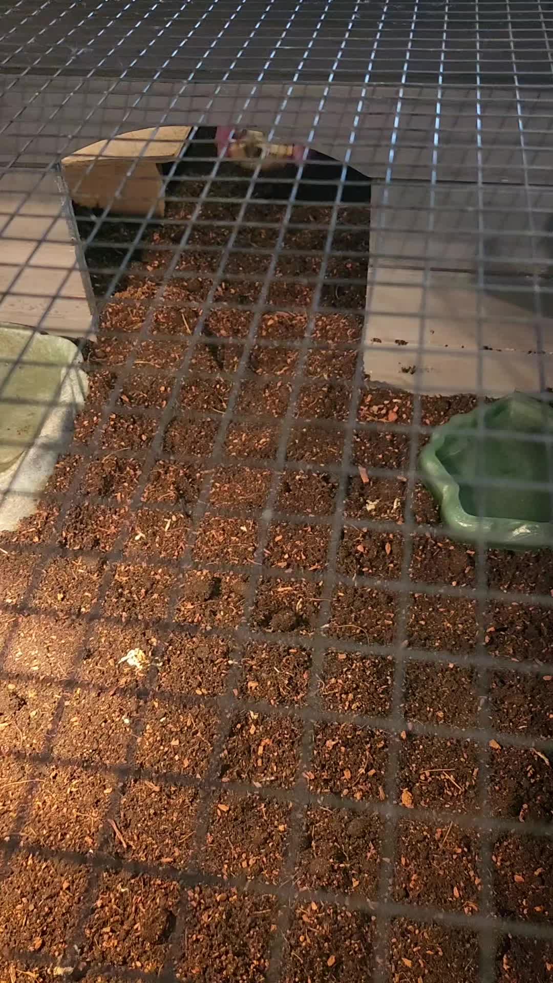 @Ballard&rsquo;s Reptiles