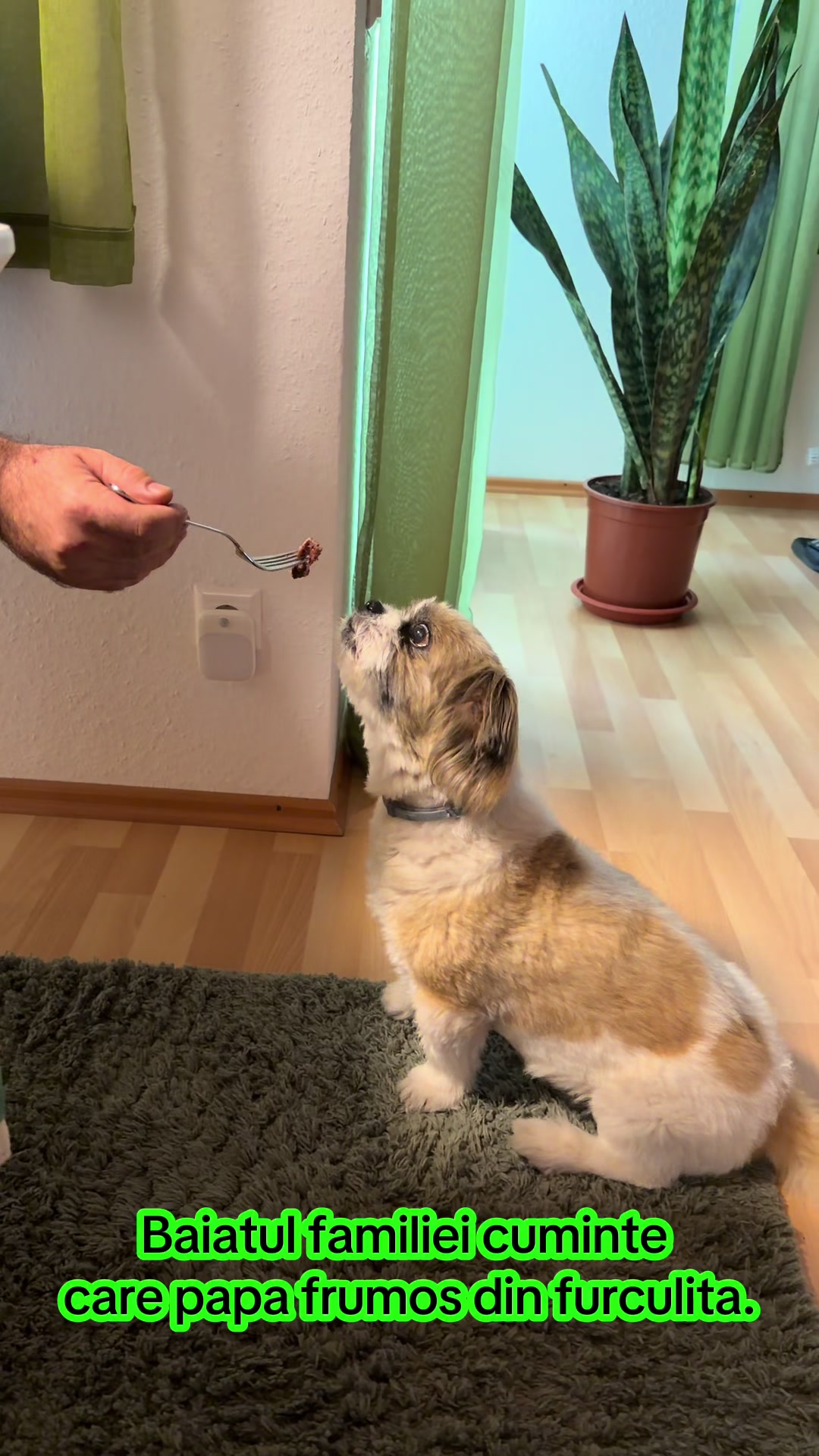 @🦮🐕&zwj;🦺🐕&zwj;🦺Pufy🐕&zwj;🦺🐕&zwj;🦺🦮