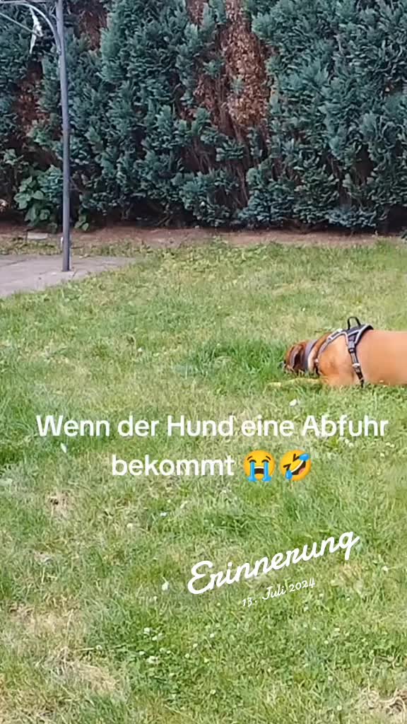 @⭐Biggi und Shadow ⭐