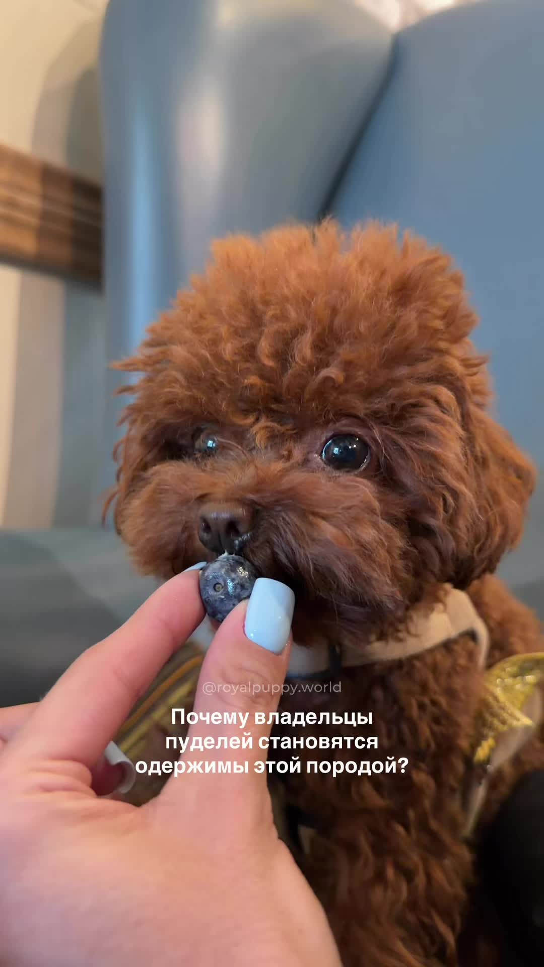 @Royalpuppy.world