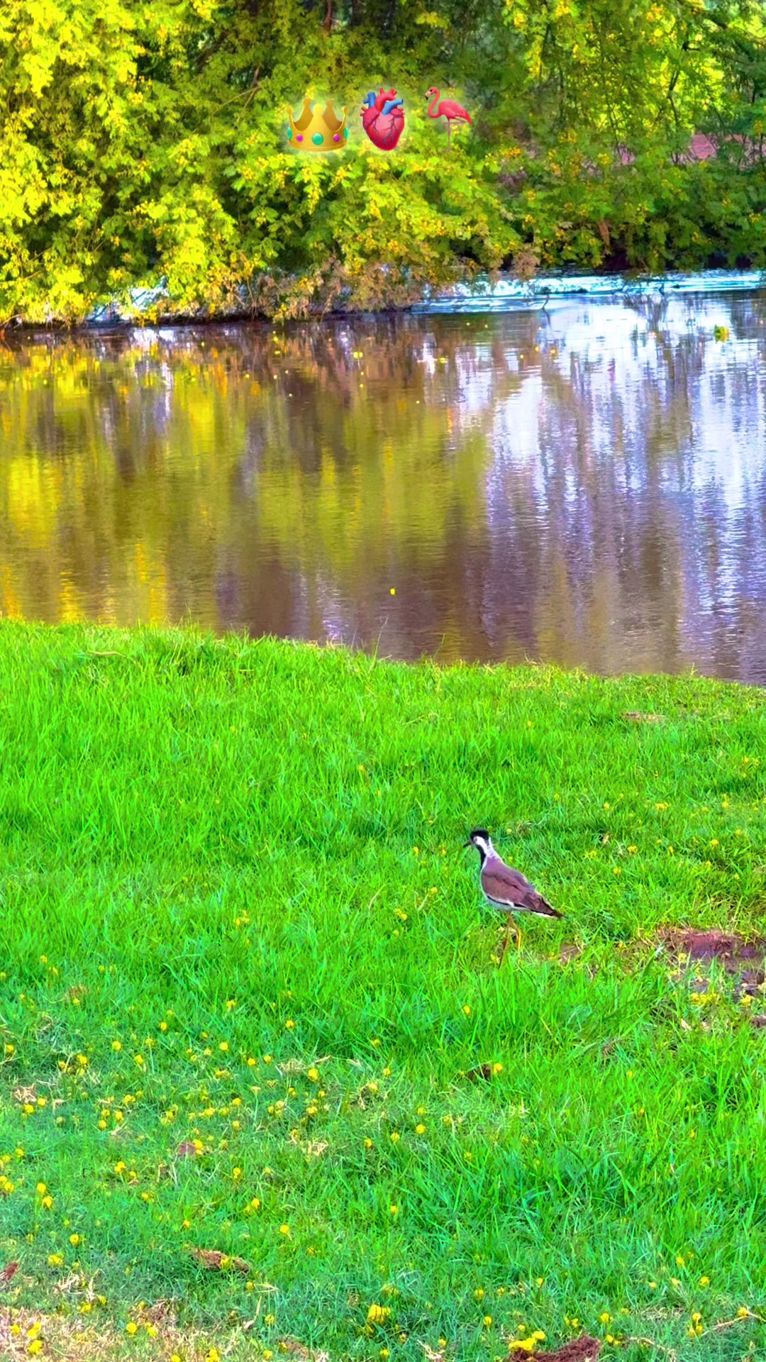 @پنجابی کلچر 🌾🍂