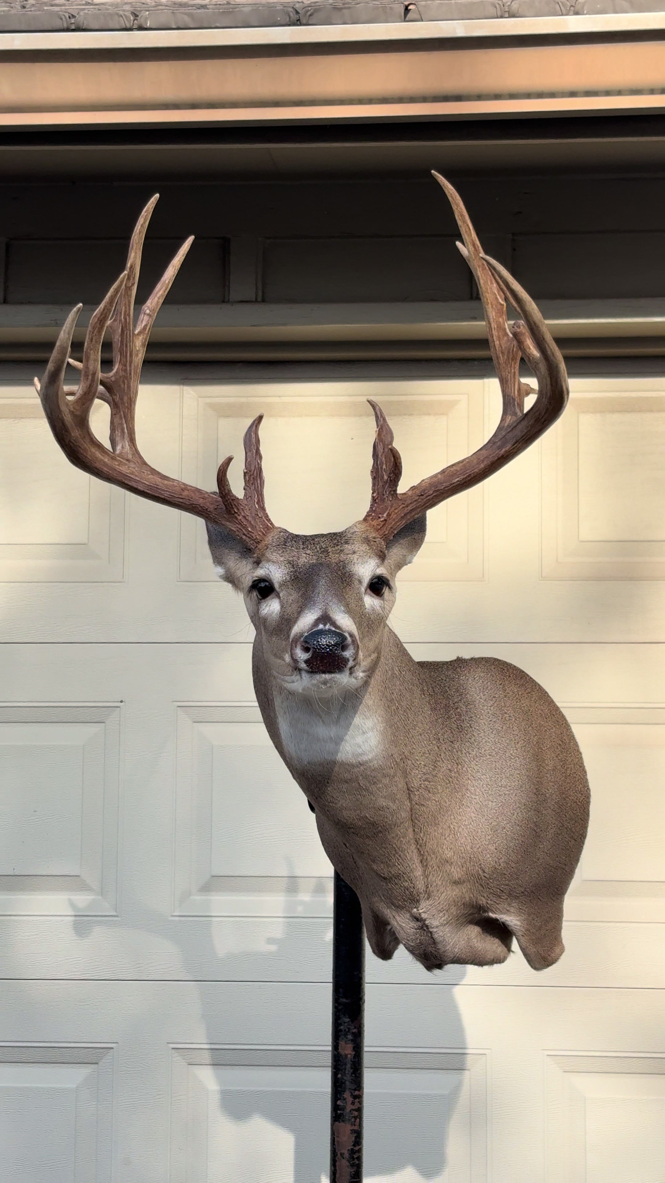 @Luke’s Wildlife Taxidermy