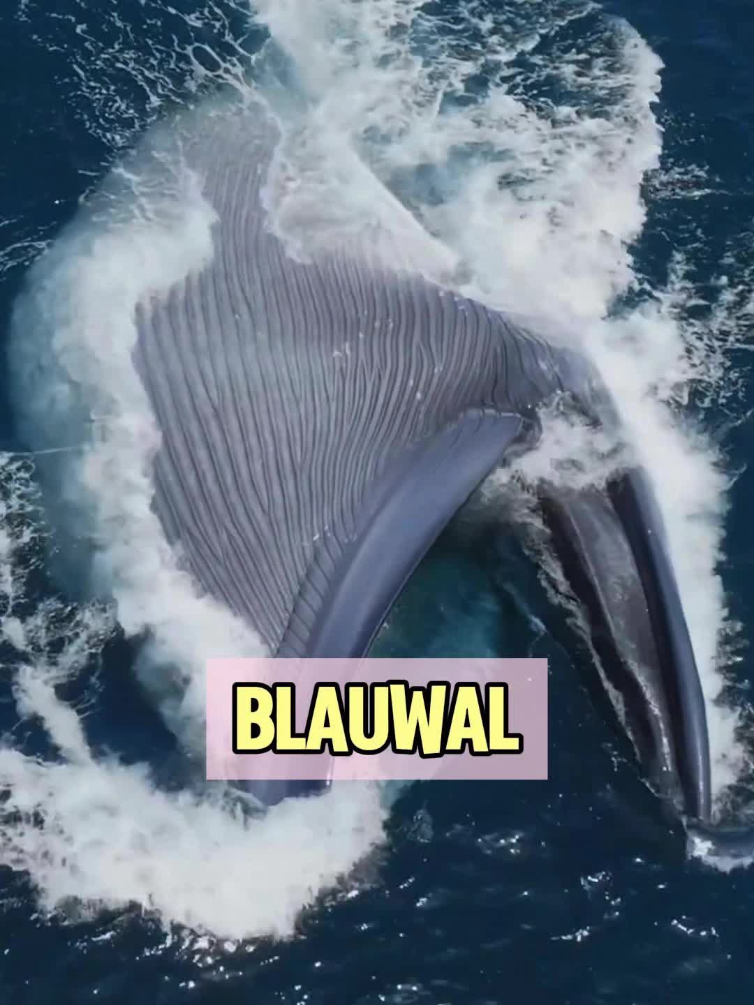 @Geo Tierwelt