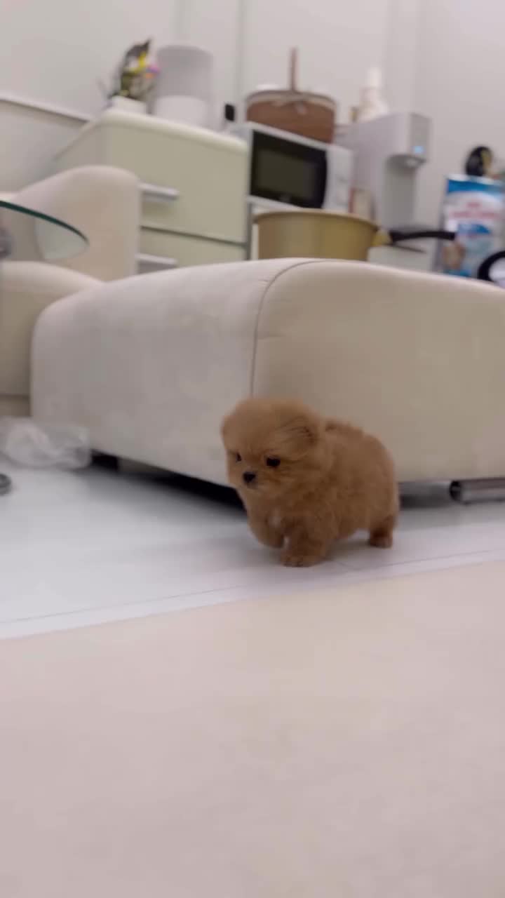 @homeraisedtinypoodles