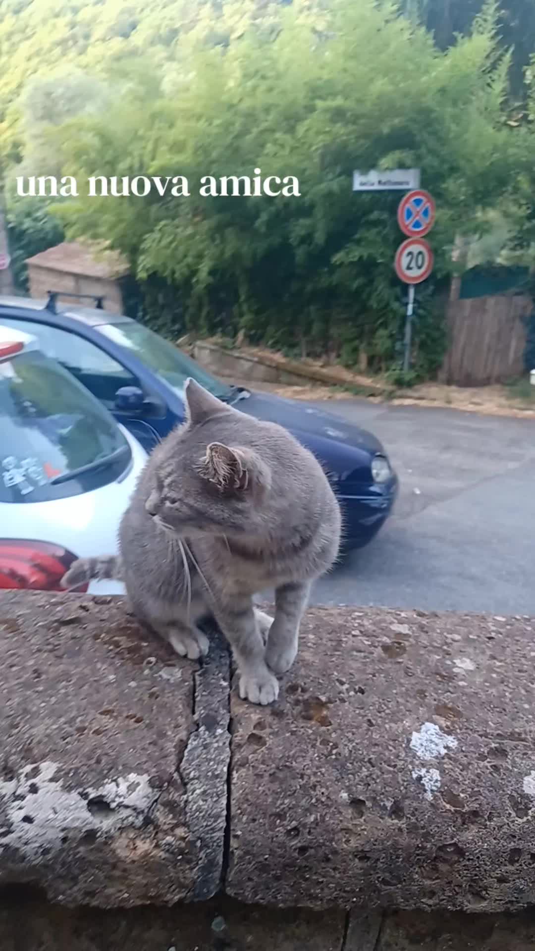 @amica dei gatti