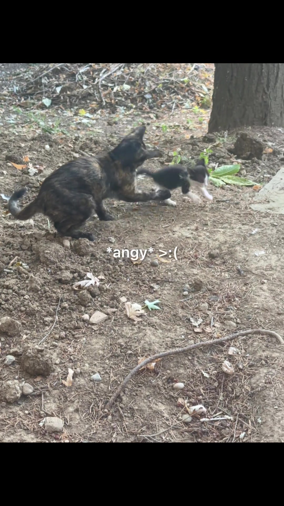 @cosanostrapurr